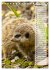 Erdmännchen, putzige Kerlchen mit... - Bild 4