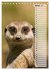 Erdmännchen, putzige Kerlchen mit... - Bild 7