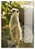 Erdmännchen, putzige Kerlchen mit... - Bild 8