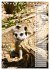 Erdmännchen, putzige Kerlchen mit... - Bild 9