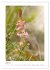 Kalkmagerrasen (hochwertiger Premium... - Bild 11
