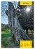 Stille Riesen (Wandkalender 2026 DIN A3... - Bild 8