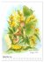 Schmetterlings-Elfen (Wandkalender 2026... - Bild 15