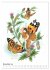 Schmetterlings-Elfen (Wandkalender 2026... - Bild 4
