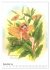 Schmetterlings-Elfen (Wandkalender 2026... - Bild 5