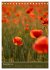 Mohnblumen - kraftvoll und zart... - Bild 4