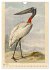 Aert Schouman. VÖGEL (Wandkalender... - Bild 12