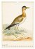 Aert Schouman. VÖGEL (Wandkalender... - Bild 4