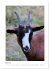 Ziegenportraits (hochwertiger Premium... - Bild 8