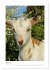Ziegenportraits (hochwertiger Premium... - Bild 9