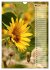 Leuchtende Sonnenblumen, sonnige... - Bild 11
