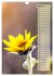Leuchtende Sonnenblumen, sonnige... - Bild 12