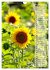 Leuchtende Sonnenblumen, sonnige... - Bild 13