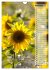 Leuchtende Sonnenblumen, sonnige... - Bild 15