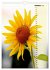 Leuchtende Sonnenblumen, sonnige... - Bild 3