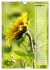 Leuchtende Sonnenblumen, sonnige... - Bild 4
