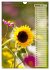 Leuchtende Sonnenblumen, sonnige... - Bild 7