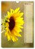 Leuchtende Sonnenblumen, sonnige... - Bild 8