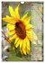Leuchtende Sonnenblumen, sonnige... - Bild 9