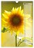 Leuchtende Sonnenblumen, sonnige... - Bild 10