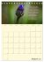 Gartenliebe (Tischkalender 2026 DIN A5... - Bild 14
