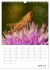 Helden in der Natur (Wandkalender 2026... - Bild 12