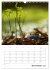 Helden in der Natur (Wandkalender 2026... - Bild 4