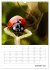 Helden in der Natur (Wandkalender 2026... - Bild 7