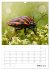 Helden in der Natur (Wandkalender 2026... - Bild 9