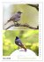 Vogel-Paare (Wandkalender 2026 DIN A4... - Bild 11