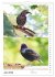 Vogel-Paare (Wandkalender 2026 DIN A4... - Bild 13