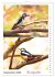 Vogel-Paare (Wandkalender 2026 DIN A4... - Bild 15