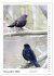 Vogel-Paare (Wandkalender 2026 DIN A4... - Bild 4