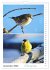 Vogel-Paare (Wandkalender 2026 DIN A4... - Bild 5