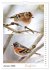 Vogel-Paare (Wandkalender 2026 DIN A4... - Bild 7
