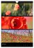 Bezaubernde Farben der Natur... - Bild 12