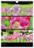 Bezaubernde Farben der Natur... - Bild 13