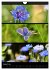 Bezaubernde Farben der Natur... - Bild 14