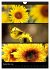 Bezaubernde Farben der Natur... - Bild 15