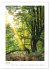 Mein Sehnsuchtsort, der Wald... - Bild 13