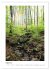 Mein Sehnsuchtsort, der Wald... - Bild 14