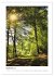 Mein Sehnsuchtsort, der Wald... - Bild 15