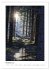 Mein Sehnsuchtsort, der Wald... - Bild 4