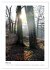 Mein Sehnsuchtsort, der Wald... - Bild 9