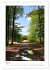 Mein Sehnsuchtsort, der Wald... - Bild 10