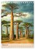 MADAGASKAR: Baobabs, Lemuren,... - Bild 8