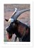Ziegenportraits (Wandkalender 2026 DIN... - Bild 12