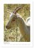 Ziegenportraits (Wandkalender 2026 DIN... - Bild 4