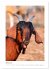 Ziegenportraits (Wandkalender 2026 DIN... - Bild 7