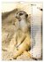 Erdmännchen, putzige Kerlchen mit... - Bild 12